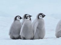 ペンギンのヒナの度胸がハンパなかった。大群で南極の氷崖から大ジャンプ、温暖化が原因という説も【動画】
