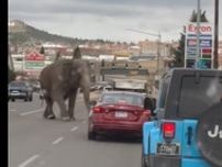 ゾウが逃げ出して北米の町を逃走。車を止め市民を驚かせる