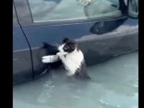 「助けて」…洪水のドバイで水没車に必死にしがみつく猫を警察が救出