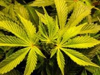 アメリカ、大麻の規制緩和へ。「危険レベル」の分類を下げる方向【米報道】