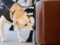 引退を迎えた米空港の探知犬。最終日の「サプライズ」に見せた反応が心温まる【動画】