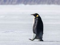 【もちもち】2羽の皇帝ペンギン、昭和基地をバックにした完璧なポージングが大反響。国立極地研究所が公開（動画）