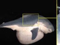 新発見！ホホジロザメの赤ちゃんは生まれた後に「一皮むける」らしい。謎の「白い膜」の正体は…