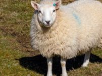 羊の毛刈り「みんなスッキリ！」⇒よくよく見たら…「動物に見本を示す飼育員の鏡」と反響