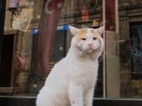 散歩していただけなのに⇒猫が次から次へと…猫の都・イスタンブールのあるあるに「うらやましい」