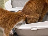 猫が用を足していたら⇒猫用トイレで繰り広げられた2匹のやり取りに「爆笑」