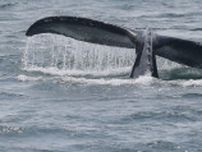 クジラがボートに乗り上げ転覆。釣り人たちが海に投げ出される　アメリカ