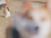 コーギーたちに一体何が？情報量が大渋滞のショットに「どういう状況？」「奇跡の1枚」の声