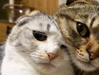 ソファでくつろぐ猫が「液体みたい」だと話題⇒首がぐにゃり「溶けてる、溶けてる」とツッコミ続出