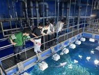 ラーケーション特割　入場料半額、7月から　茨城県大洗水族館