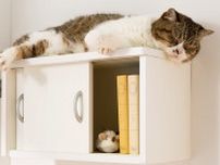 猫も人も快適に！「収納棚としても使えるキャットステップ」