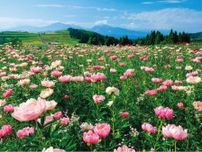 【絶景！】新潟県魚沼市（うおぬまし）、初夏の青空の下、越後三山を背景に咲き誇るピンク色のシャクヤク【ほっとphoto便り】