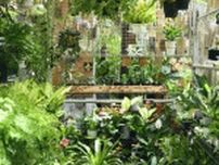 【緑のある暮らし】園芸デザイナー・三上真史さんに聞く　初心者でもできる！観葉植物を育てる4つの心得