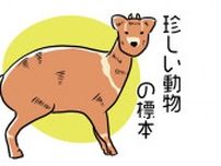 上野・国立科学博物館｜特別展「大哺乳類展3−わけてつなげて大行進」は6月16日(日)まで