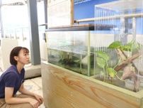 カエルとイモリが天気予報　習性利用、鳥羽水族館が水槽設置　三重