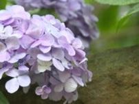 “梅雨の花”が公園を涼やかに彩る 松山総合公園で20種類3500本のアジサイが見ごろ迎える