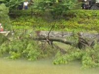雨の影響で直径1m、高さ20mの大木が倒れる 重信川では一時氾濫注意水位を超える  愛媛