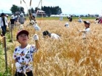 岩手県産小麦「もち姫」人気　独特食感、全国で引き合い