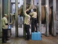 アフリカゾウのマオ､国内初の人工授精へ　盛岡市動物公園ZOOMO