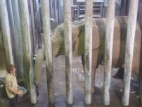 ゾウのマオ、国内初の人工授精終了　ZOOMO、10月にも妊娠判明