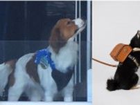 大谷翔平の愛犬デコピンがランドセル愛用に土屋鞄「選んでいただけたのはうれしい」と感謝