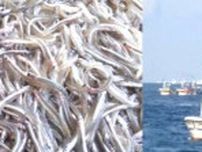 瀬戸内に“春”告げるイカナゴ、8年連続「不漁」予測　2024年、“ほぼ漁獲見込まれず”