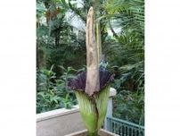 頭痛するほど超絶クサいが、嗅げたらラッキー？ 　別名「死体花」　インドネシア産・激レア巨大植物