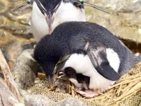 海遊館にペンギンの雛が誕生！　公開体重測定でちょこんとかわいい姿がお目見え