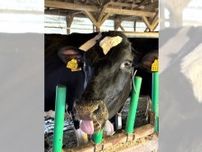 ストレスフリーな牛のミルク　牛乳消費減少のなか、新技術取り入れチャレンジ続ける京都・綾部の酪農家