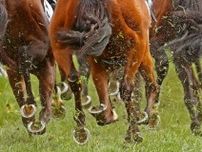 世界屈指の名種牡馬イントゥミスチーフ、来季種付け料は約3700万円