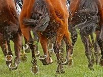 南アフリカの競馬界に朗報、EUが13年ぶりに馬の輸出規制を解除
