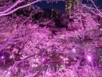 まるで異世界のよう...　桜色に染まった日本庭園が引き込まれそうなほど妖艶で美しい