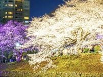 美しい「2色の夜桜」見ごろ迎える　福岡・舞鶴公園のライトアップが幻想的