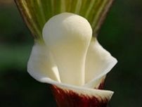 おもちにしか見えない...　絶滅危惧II類のユニーク植物「モチユキソウ」六甲山で見ごろ迎える