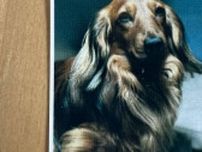 犬の証明写真を撮影した結果...「なんという芸術」　肖像画のような〝高貴な1枚〟に反響