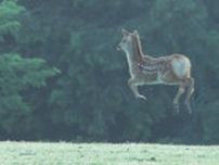 もしかして：アブダクション　宙に浮かび上がる小鹿、奈良県で激写される