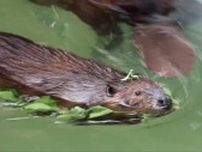 ビーバーさん、頭に〝小さなお友達〟乗っけて登場　動物園で激写された「絵本のような光景」話題