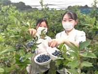 新鮮であま〜いブルーベリーは一押し　川崎の農園「アグ里やまかげ」で収穫最盛期