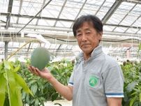 人気の「湘南マンゴー」収穫ピーク　平塚、８月上旬まで４千個を出荷へ