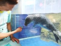 ゴマフアザラシの赤ちゃん、愛称「ココア」に　新江ノ島水族館が発表　横浜市在住の井口さんの作品が選ばれる