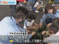 福岡市の城南警察署で交通安全を願い園児がアサガオ植える