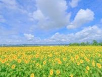 およそ40万本のひまわりが咲き誇る”ひまわり畑”　7月中旬より『ひまわりの丘公園』でひまわりが見ごろに　小野市