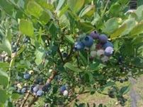 無農薬で大切に育てられたブルーベリーをふんだんに　道の駅みなみ波賀の『ブルーベリー園』がシーズンオープン　宍粟市