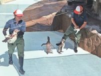 のとじま水族館で元気に　富山市ファミリーパーク、避難のペンギン８羽返還