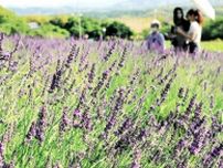 夏色の絶景、紫のじゅうたん　ラベンダー見頃、摘み取り体験も　淡路島
