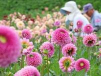 色鮮やかに10万本、「ダリア園」開園　花摘み体験や感謝祭も　兵庫県宝塚市
