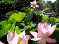 白や薄紅…ハスの花鮮やか　神戸の転法輪寺で見頃迎える