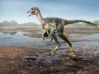 丹波竜が見つかった兵庫の地層から、再び新種の恐竜化石　鳥に進化する過程解明へ、研究者「大きな発見」　27日から臨時展示