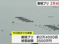 赤潮で養殖ブリ２万４０００匹に被害　長島町沖の八代海