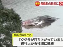 体長１６ｍのマッコウクジラか？　鹿児島・長島町の砂浜にクジラが打ち上がる